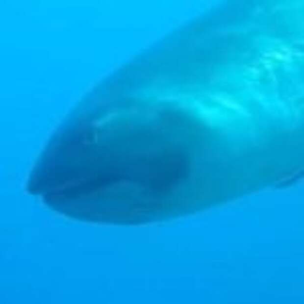 Дайверу удалось снять на видео уникальную большеротую акулу