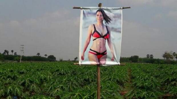 Фермер развесил на грядках фото с порнозвездой, чтобы защитить свой урожай, результат его удивил