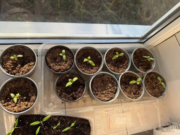 Соседи по даче онемеют от зависти: копеечные таблетки из аптеки заставят вашу рассаду попереть так, что корни полезут из стаканчиков