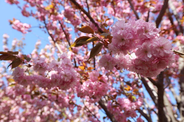 В Ботаническом саду Симферополя зацвела сакура