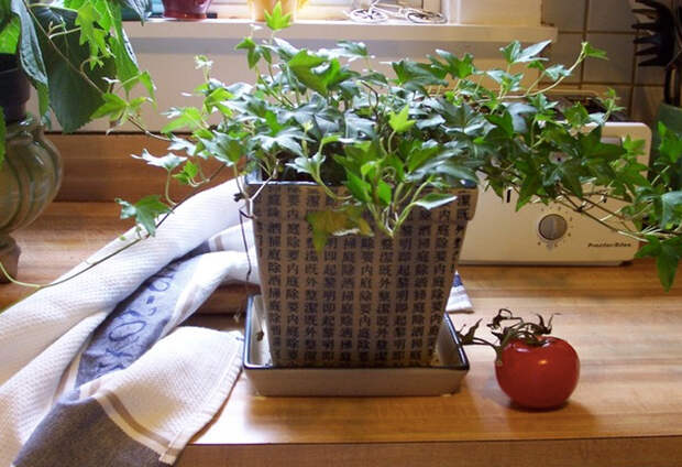 10 квартирных растений для очистки воздуха: дышится сразу лучше