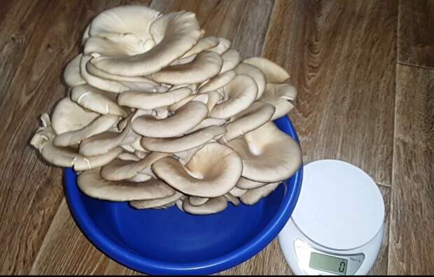 Эксперимент Как вырастить грибы в домашних условиях Простой рецепт выращивания грибов вешенки
