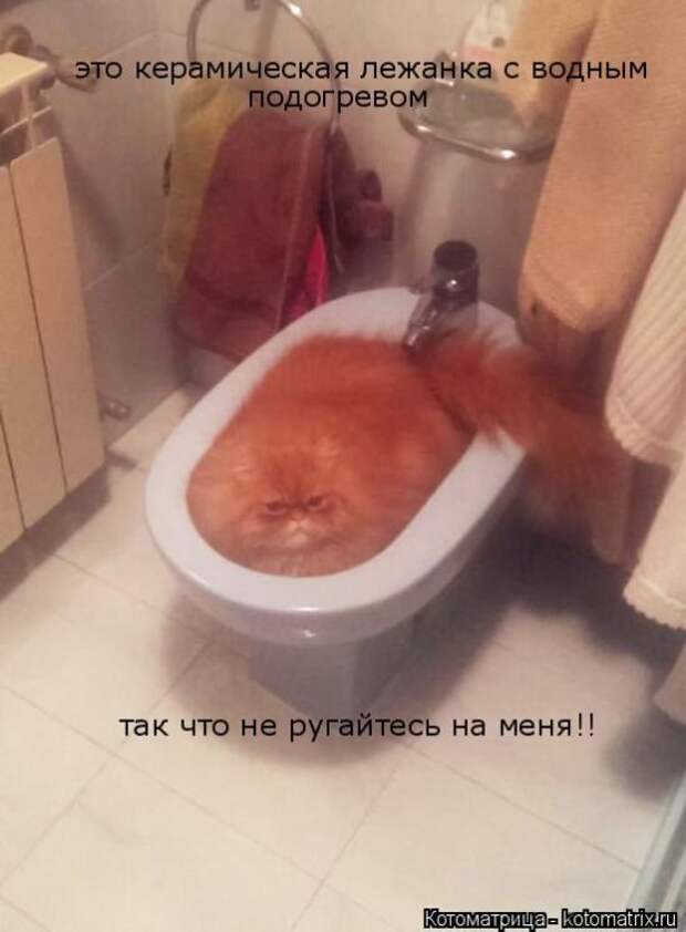 Лучшие котоматрицы недели (50 фото)
