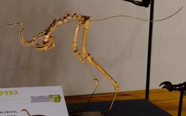 Почему у динозавров бывали такие маленькие передние лапы?