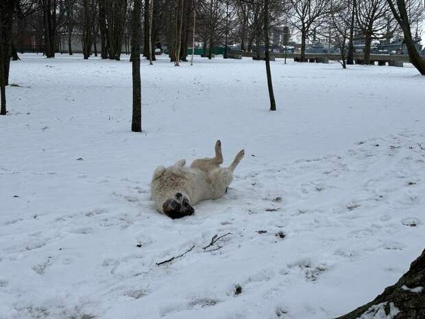 Колесов: Петербург готовится к морозным дням