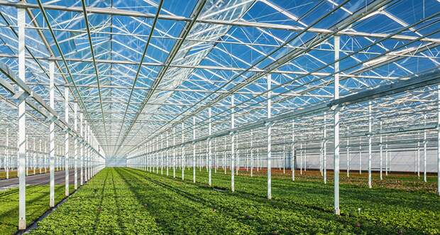 a photo of the inside of a a very large glass-roofed greenhouse on a sunny day