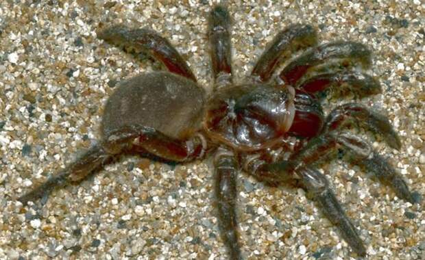 Добрая женщина спасла животное, которое могло утонуть. Это огромный ядовитый австралийский паук в мире, добро, история, паук, спасение