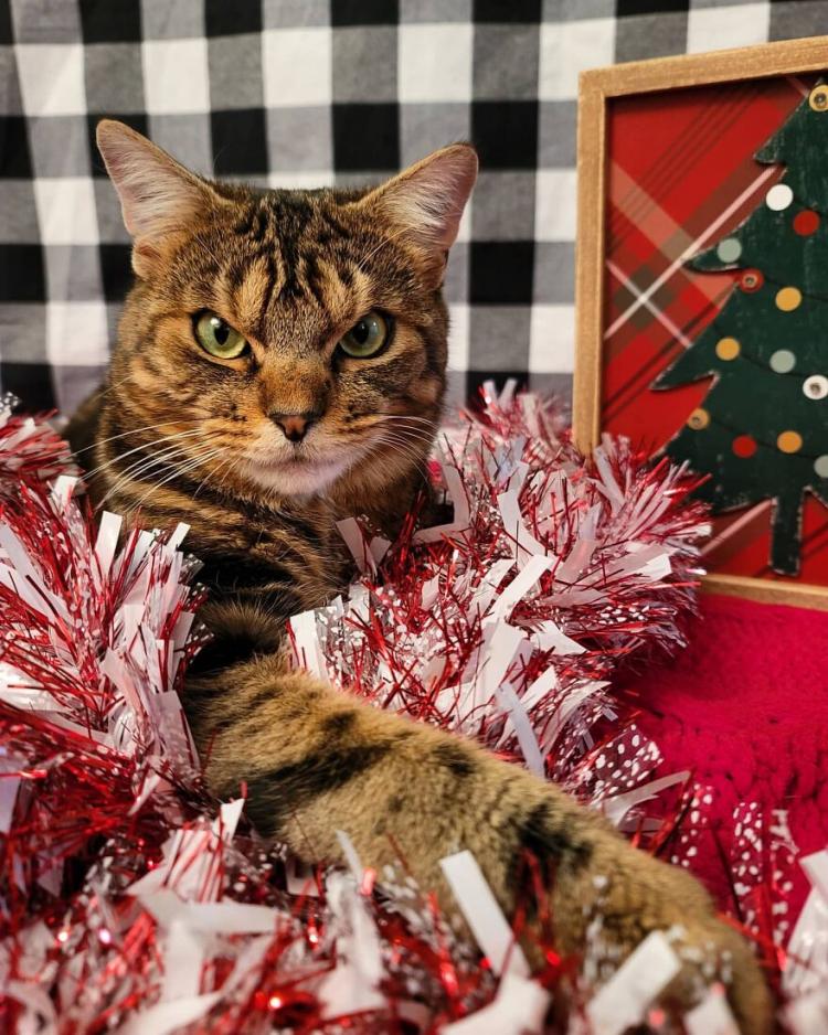 Кот с добрым сердцем, который выглядит как отъявленная злюка