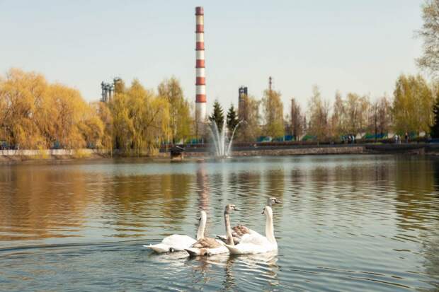 Уголок живой природы: лебеди Московского НПЗ вернулись на пруд после зимы. Фото: Родион Баранов.
