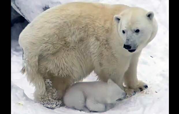 Белая медведица Герда из Новосибирского зоопарка в седьмой раз стала мамой