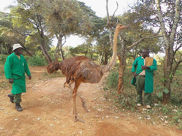 ostrich-snuggles-orphaned-elephants-3