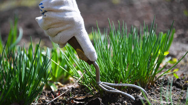 Баланс работы и отдыха: как подготовить дачу за майские праздники и не выгореть
