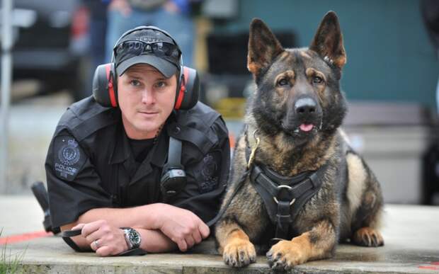 Правила подготовки полицейской собаки
