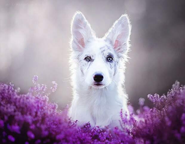 dogs_photo8