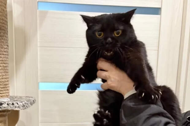 Nikkei Asia: власти Таиланда признали кошек важной частью экономики