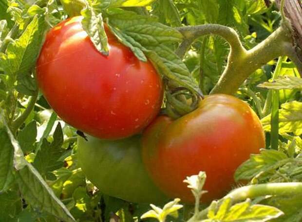 помидоры на грядке