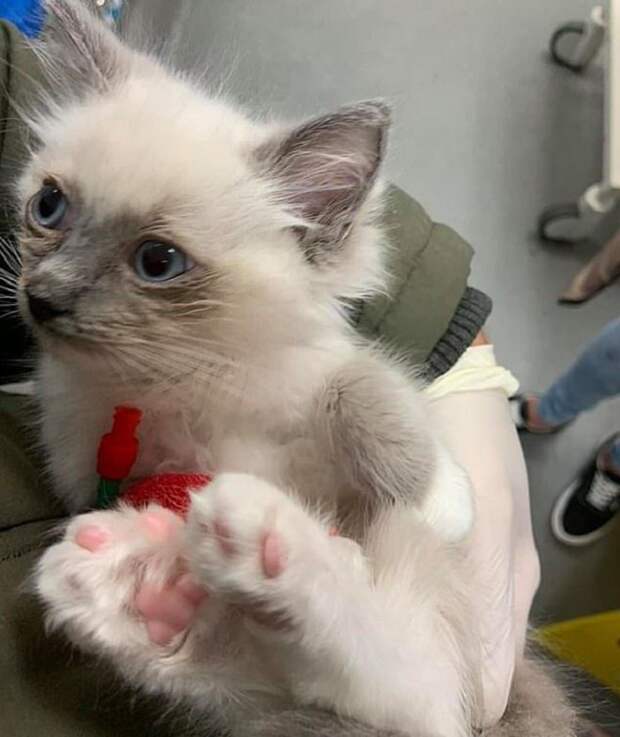 Котенок с голубыми глазами Котенок в руках