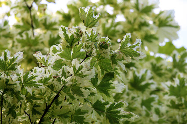 Клен остролистный "Друммонди" - Acer platanoides 'Drummondii'. Фото: Гурьева Светлана / Wikimedia Commons