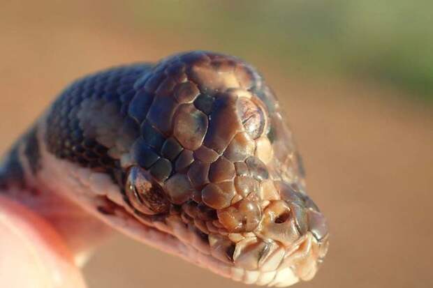 В Австралии обнаружили трехглазую змею дикие животные, животные, змея, мутант, питон, трехглазая змея, три глаза