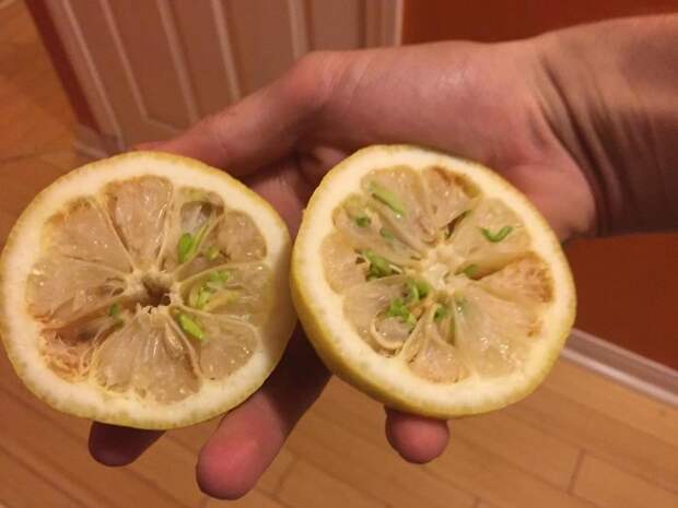 Ростки в лимоне вид, овощ, проращивание, урожай, фото, фрукт, ягода