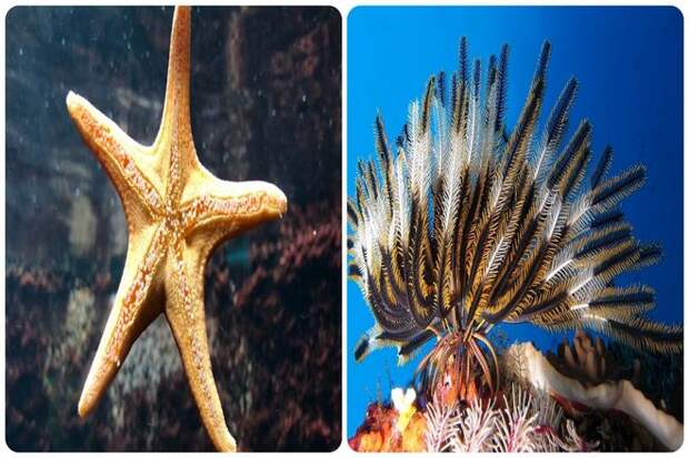 Как организм может выжить без мозга?