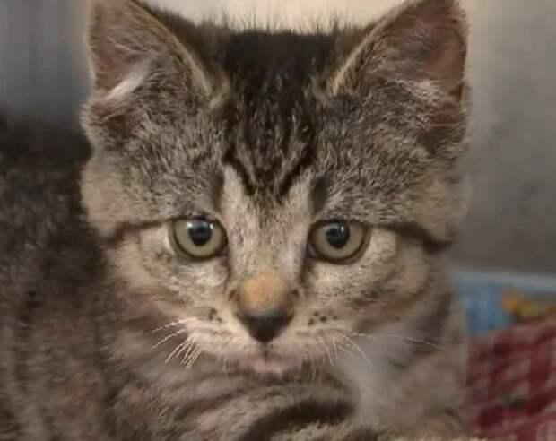 Печальный котик Грустный котенок