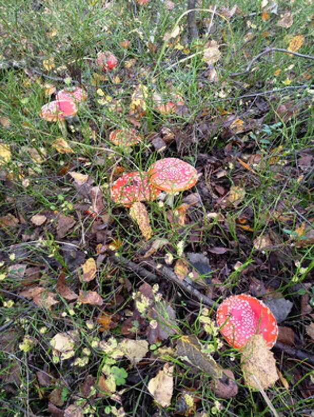Фото на камеру Meizu MX6