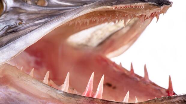 Northern Pike fish teeth up close