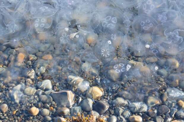 Прибрежные воды в Сочи атакуют медузы
