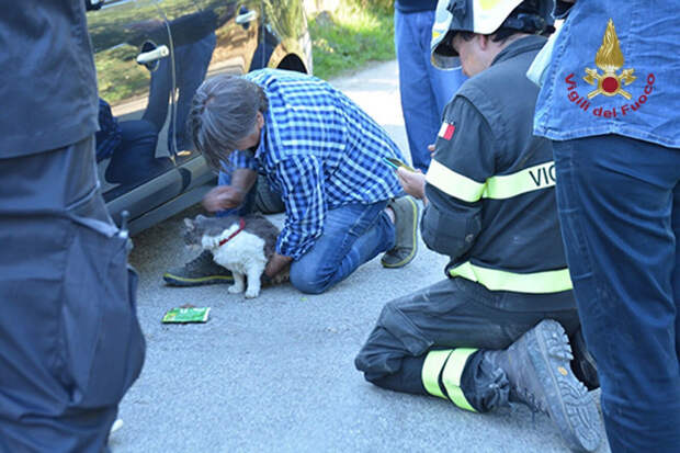 В Италии кот пролежал 33 дня под завалами после землетрясения животные, спасение