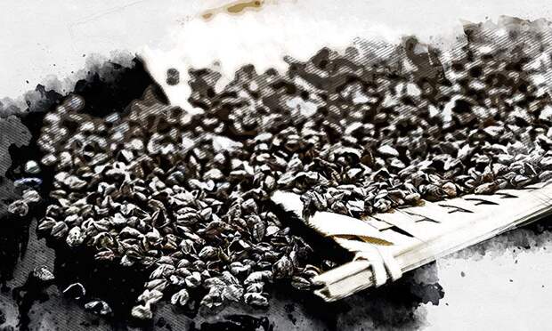 Китай тоннами закупает гречневую лузгу из Орловской области