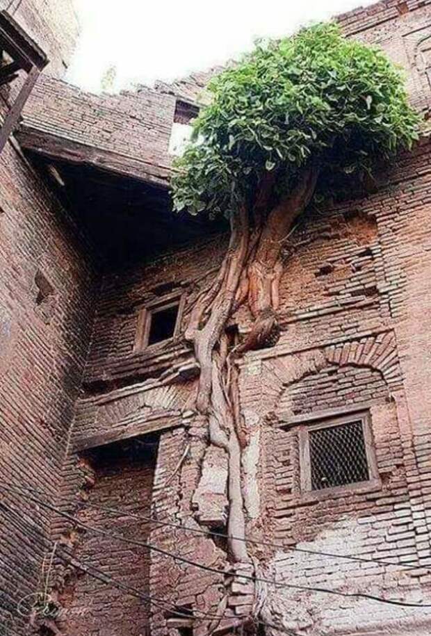 Дерево срослось с домом, Пакистан заброшенное, красиво, мир без людей, природа берет свое, фото, цивилизация