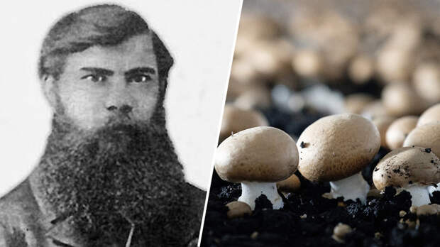 Отец русского грибоводства: как селекционер Ефим Грачёв наладил массовое производство шампиньонов в России