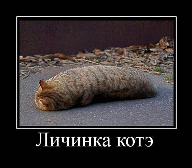 Прикольные картинки с надписями - суперподборка (130 картинок) Прикольные картинки с надписями - суперподборка (130 картинок)