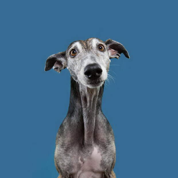 Такие разные характеры собак: фотопроект Elke Vogelsang Такие разные характеры собак: фотопроект Elke Vogelsang