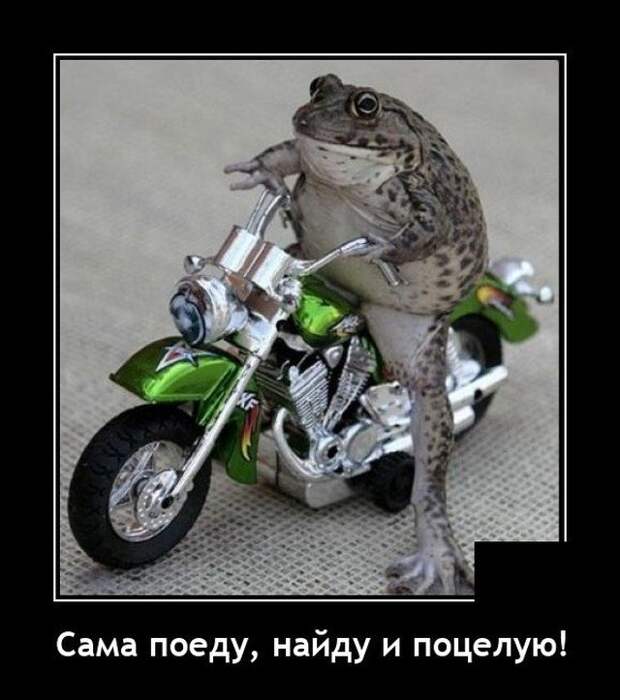 Демотиватор про жабу