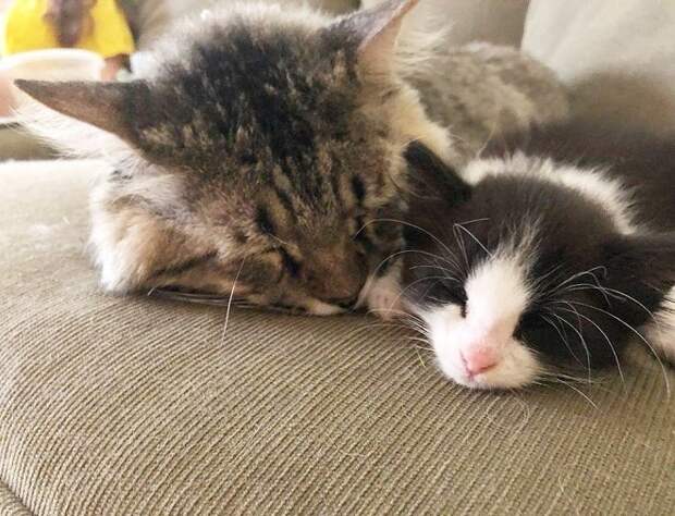Спящие коты Коты спят