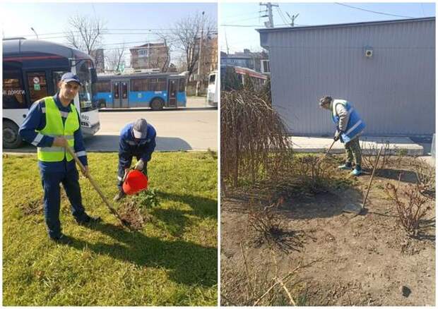 Сотрудники МУП «КТТУ» начали высаживать деревья на территории депо