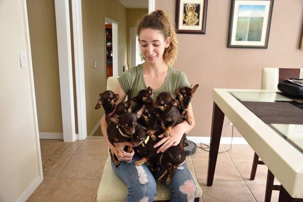 Самую крошечную собаку клонировали уже 49 раз