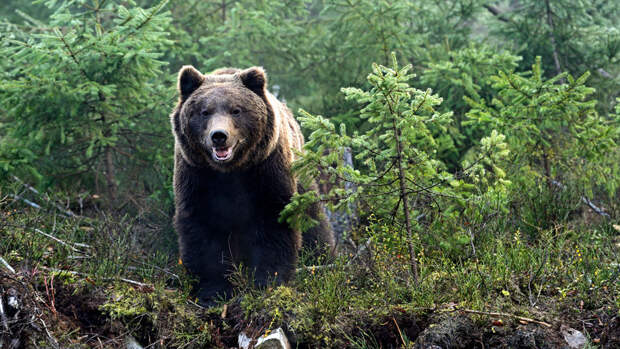 В Иркутской области медведь гулял по городу