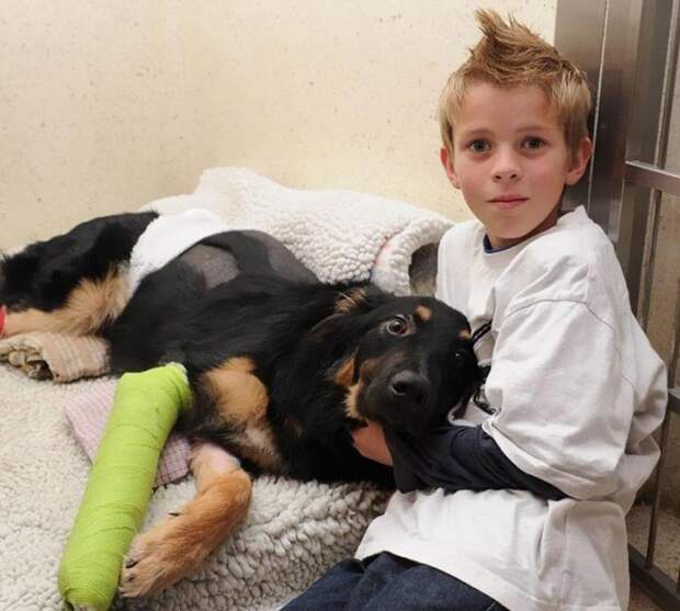 8-месячный пёс по кличке Гео спас мальчика по имени Чарли Райли от смерти под колёсами грузовика. Пёс толкнул мальчика с дороги, попав под колёса вместо него в мире, добро, домашний питомец, животные, милота, собака, спасение