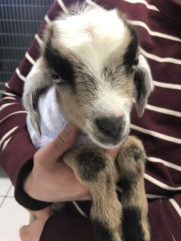 Oliver-Martin-The-Little-Goat-That-Could-5a847e8c83488-jpeg__880