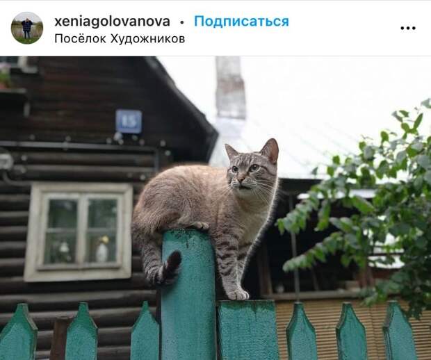 Фото дня: пушистая стража в поселке Художников
