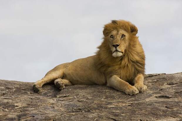 Восточноафриканский или масайский лев (Panthera leo nubica)
