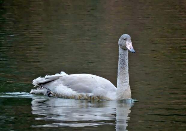 На пруд парка «Кузьминки-Люблино» прилетел лебедь