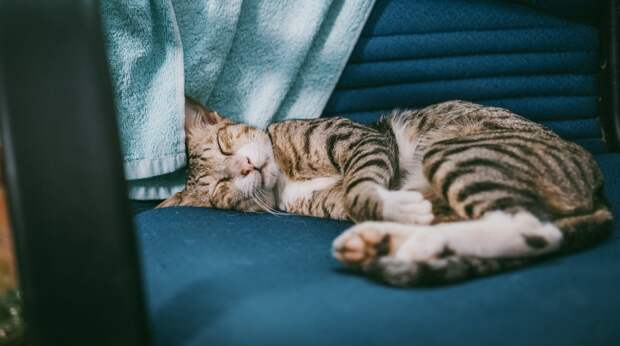 В какой позе спит ваша кошка и что это может значить