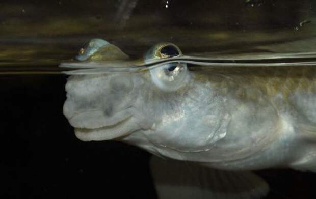 Рыба четырёхглазка (Anableps)