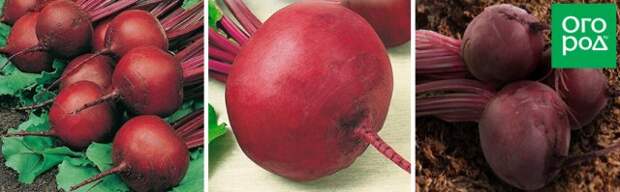 Бордо 237, Валента, Двусемянная ТСХА