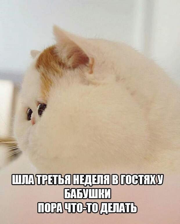 Смешные картинки с надписями с надписями, смешные картинки