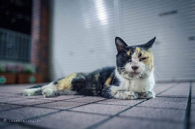Бродяги кошки, фоторепортаж, япония